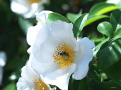野薔薇 咲きました