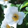 野薔薇 咲きました