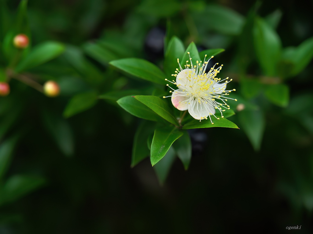 ぽつりと咲く花