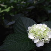 朝の紫陽花