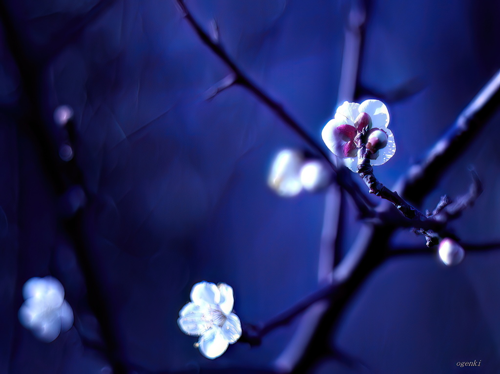 Japanese apricot