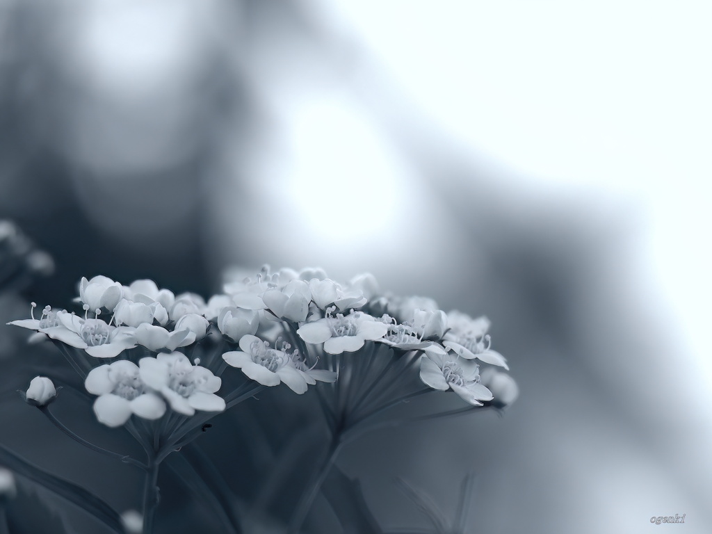 花の営みに…