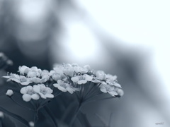 花の営みに…