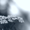 花の営みに…