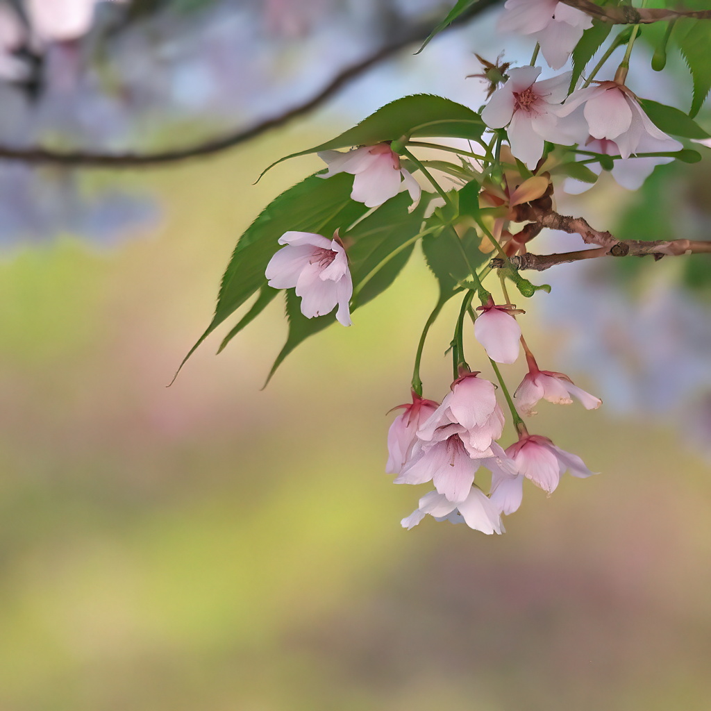 葉桜