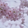 五枚一重の…