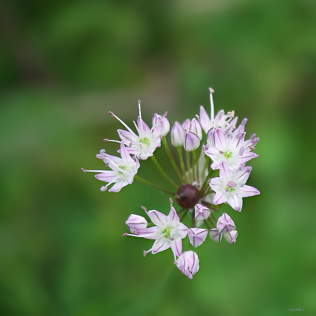 ノビルの花