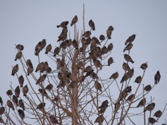 鳥のなる木