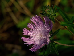 瑠璃菊