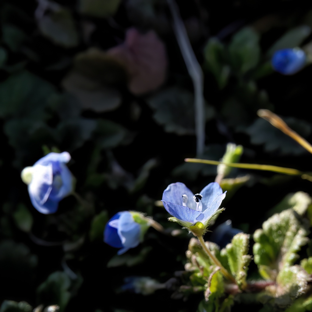 小さくて可愛い青い花２