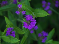 小さき花