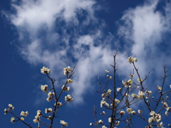 雲を背景に…