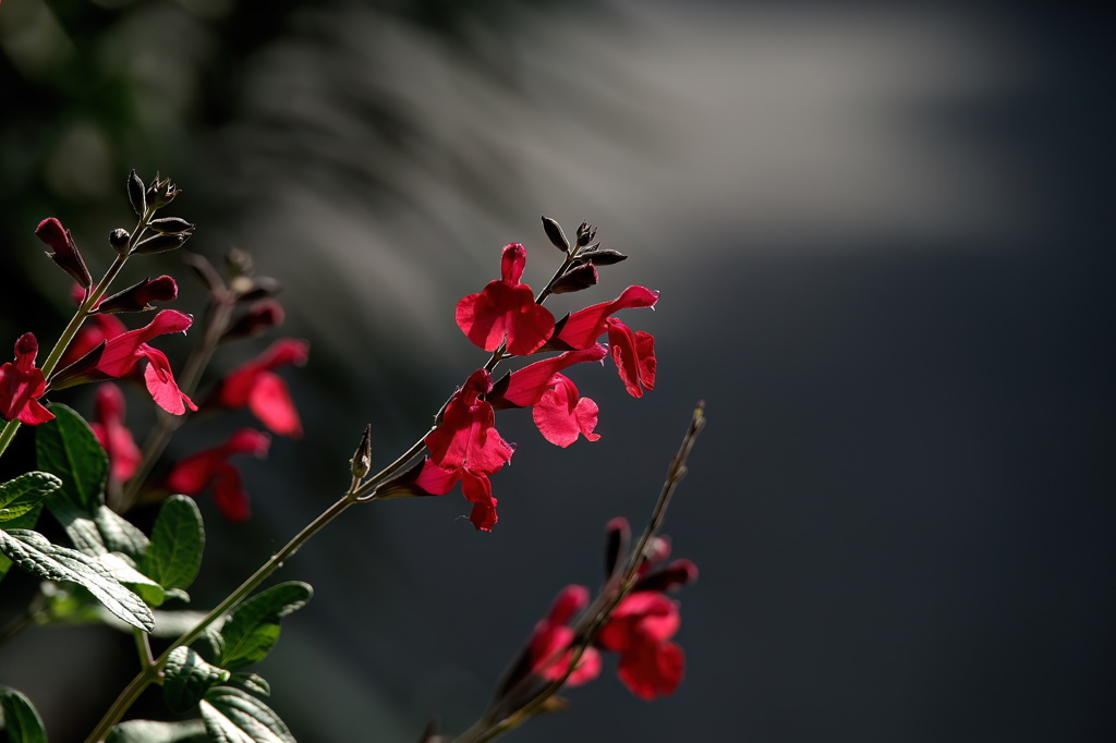 花壇の花