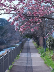 散歩日和