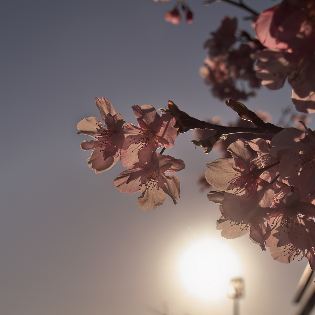 夕桜