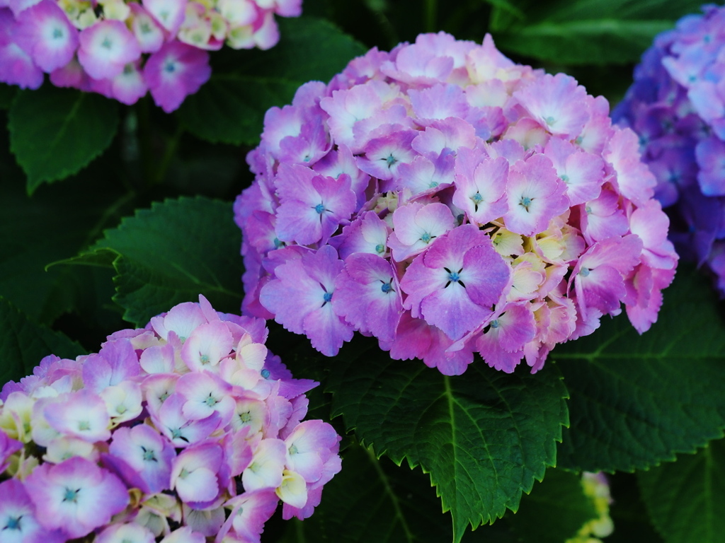 紫陽花