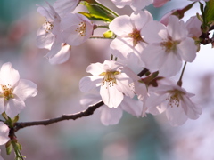 過ぎ去りし春