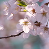 過ぎ去りし春