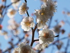 春の色 いろいろ