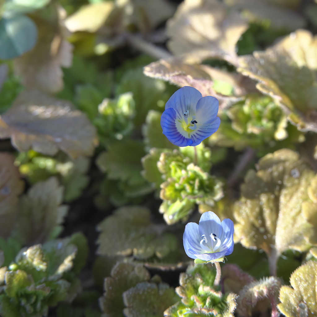 小さくて可愛い青い花