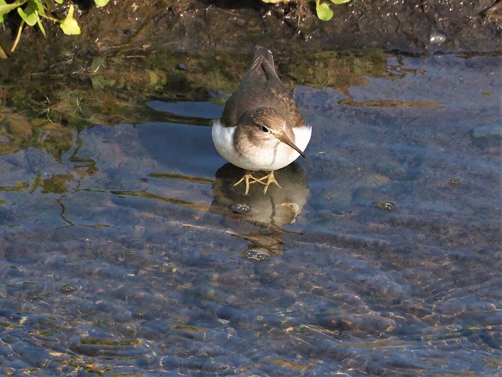 イソシギ