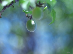青梅の季節