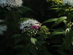 名前は知らないが