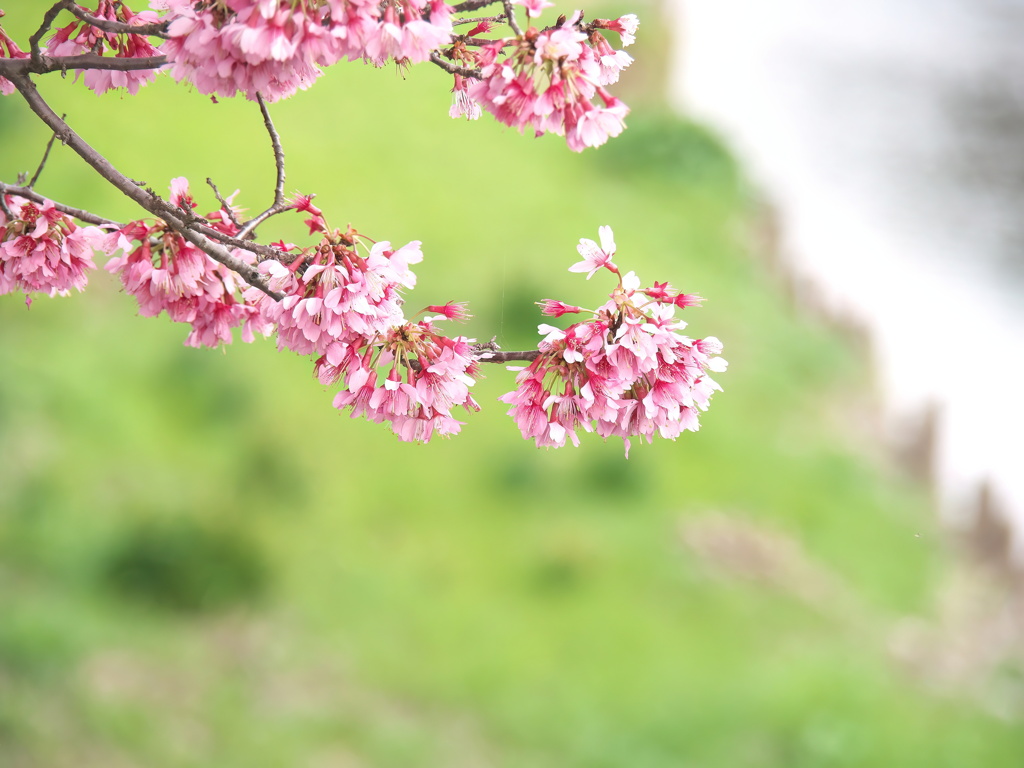 小川と土手と河津桜