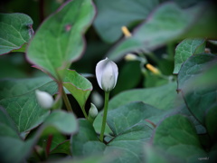 ドクダミの蕾