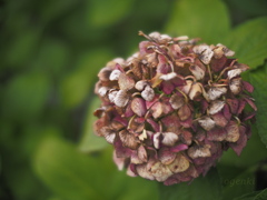 九月の紫陽花