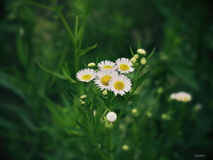 野に咲く花…