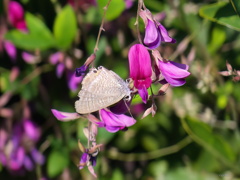 蜜に夢中