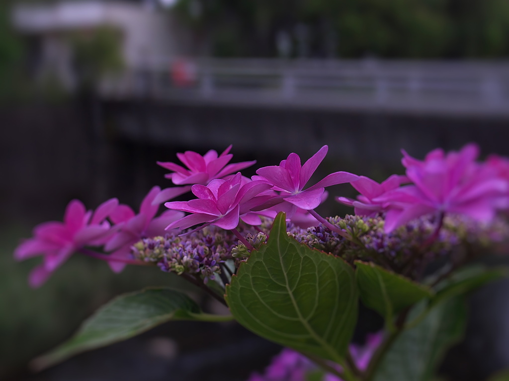 紫陽花と街並み