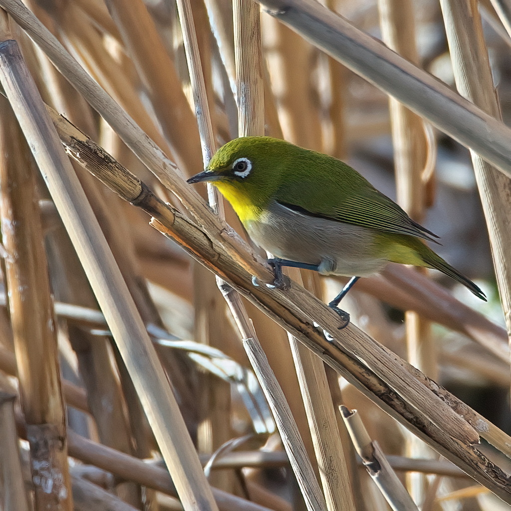 鳥撮りの練習