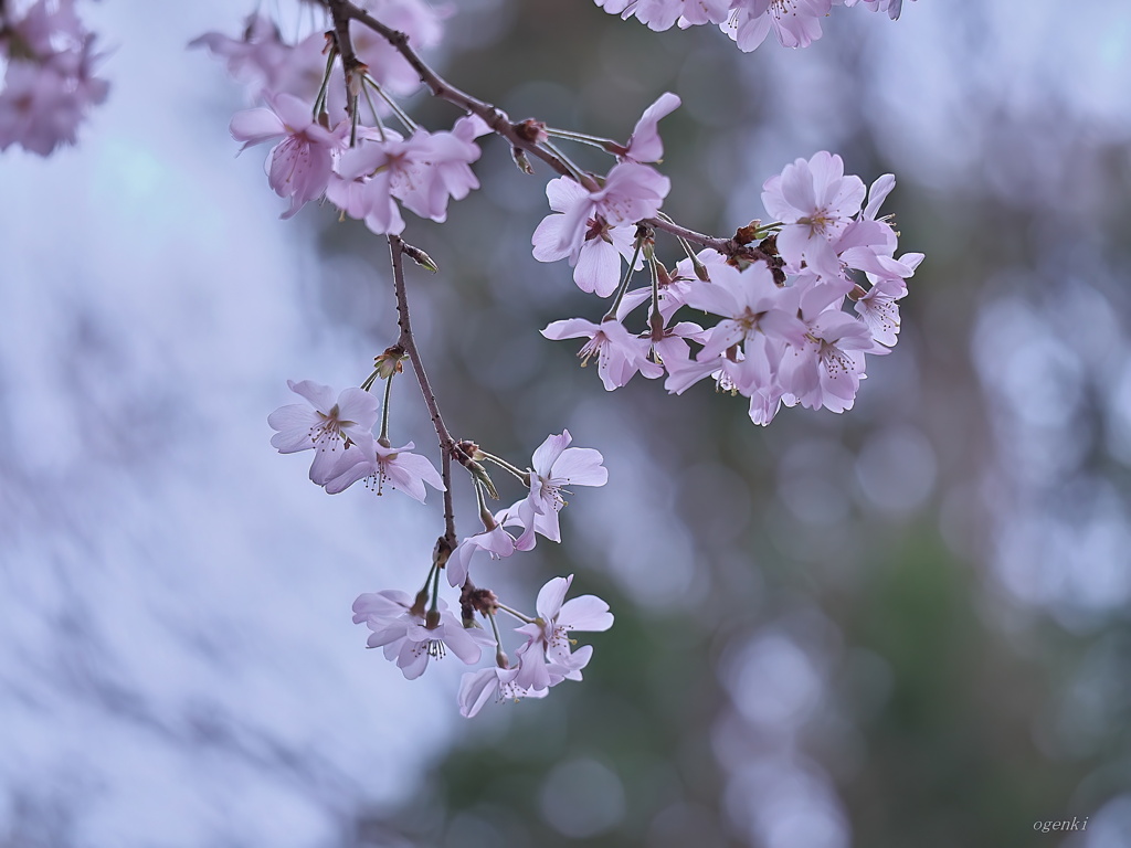 富士桜
