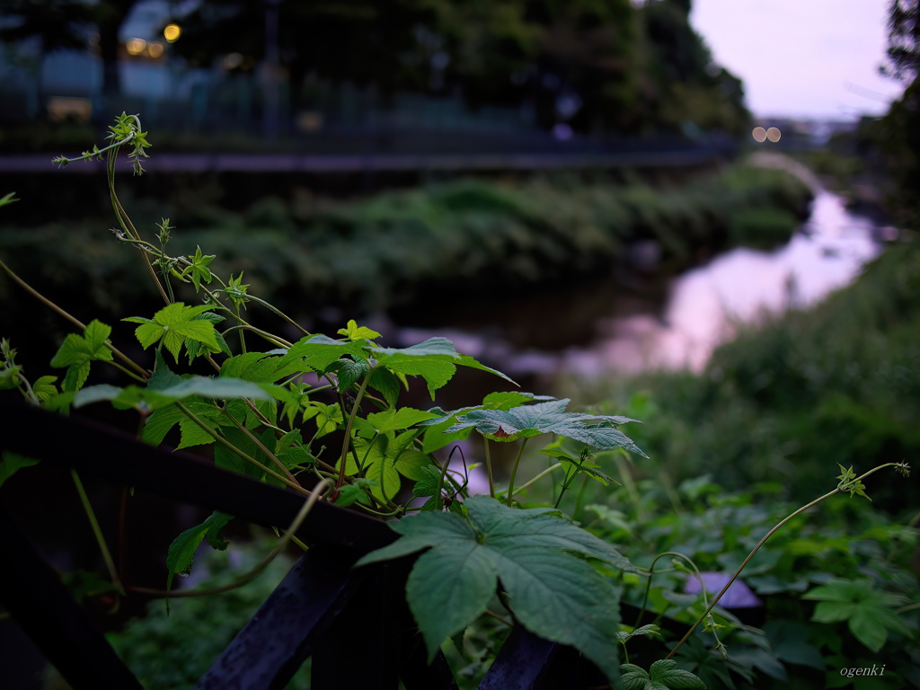 秋が来た頃