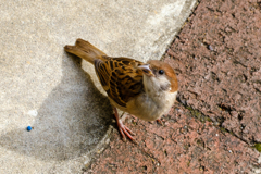 雀