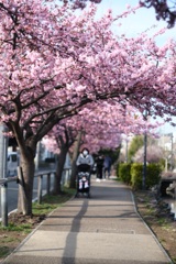 河津桜