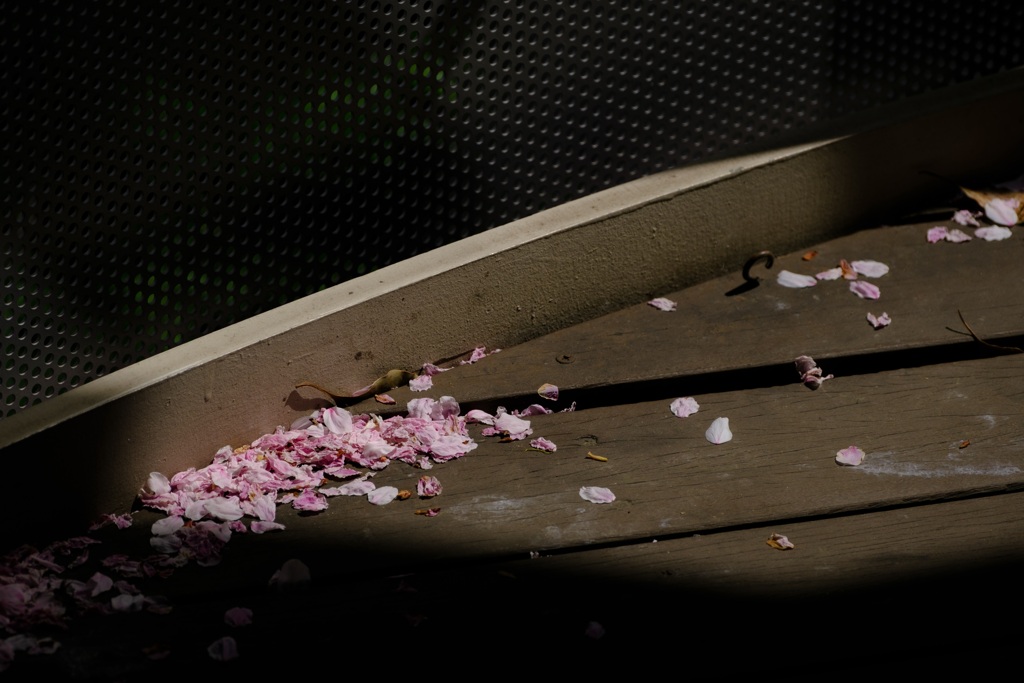 散桜