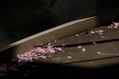 散桜
