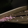 散桜