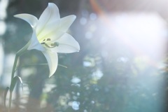 百合