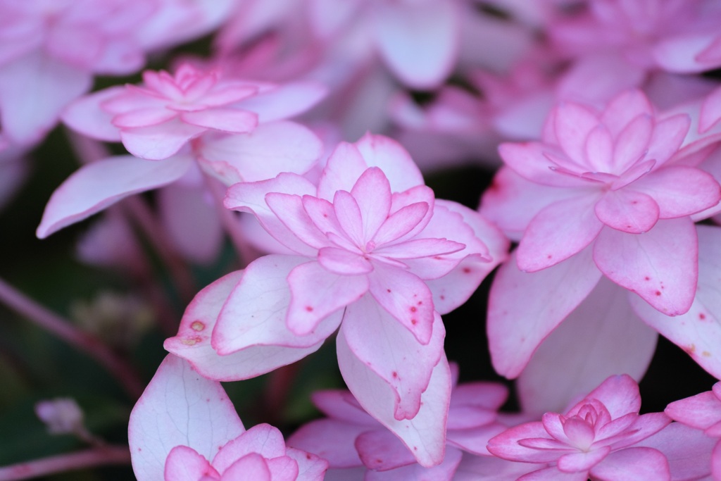 紫陽花
