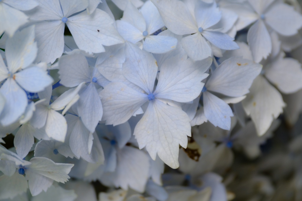 紫陽花
