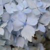 紫陽花