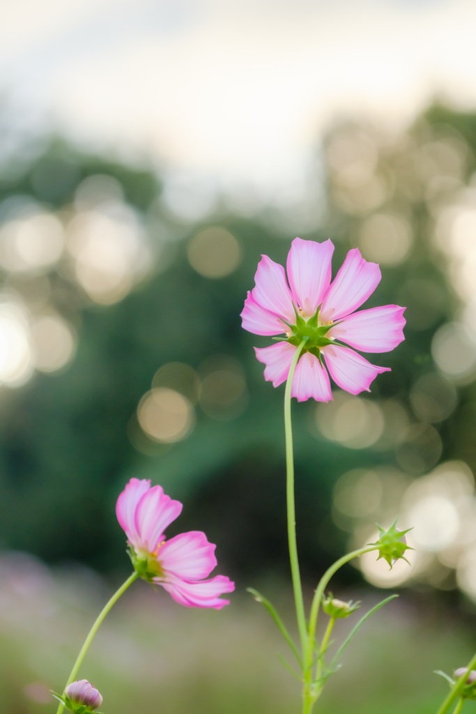 二人秋桜