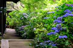 紫陽花の小径