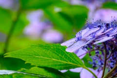 紫陽花