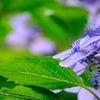 紫陽花