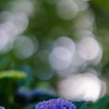 紫陽花